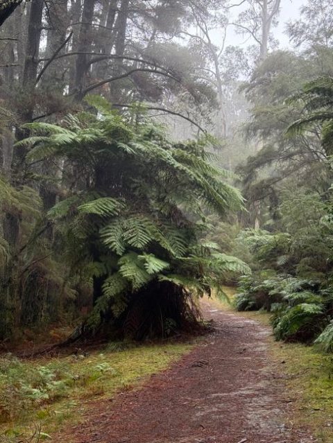 Dandenong Ranges & Mountain Towns