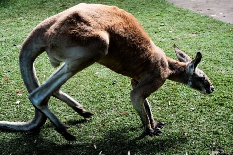 Caversham Wildlife Park
