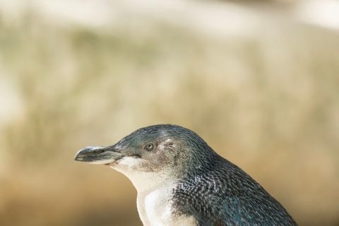 Penguin Island Tour