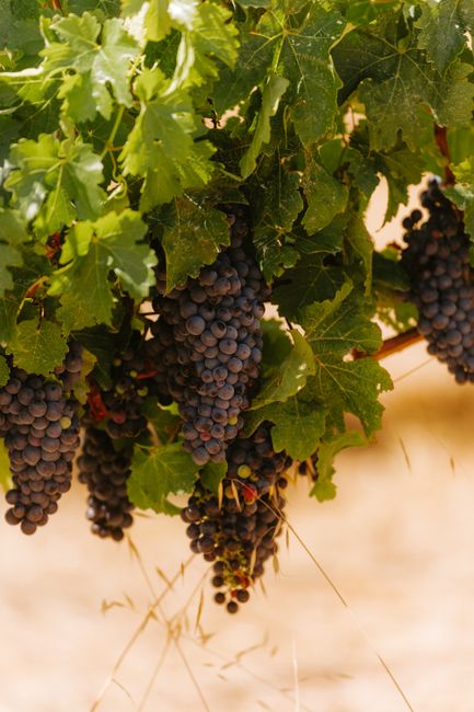 Wine Region Tours (Margaret River & Swan Valley)