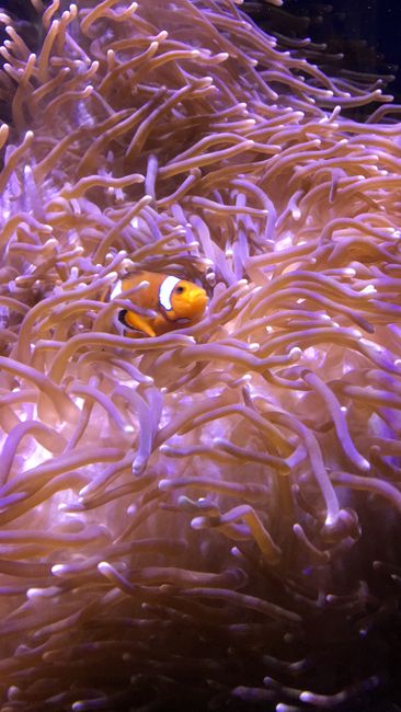 SEA LIFE Sydney Aquarium