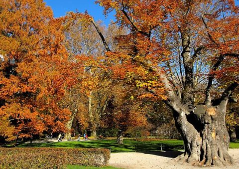 Hofgarten (Court Garden)
