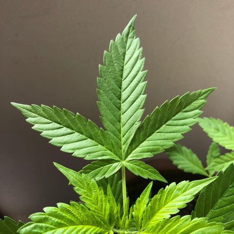 Ganja Central Park