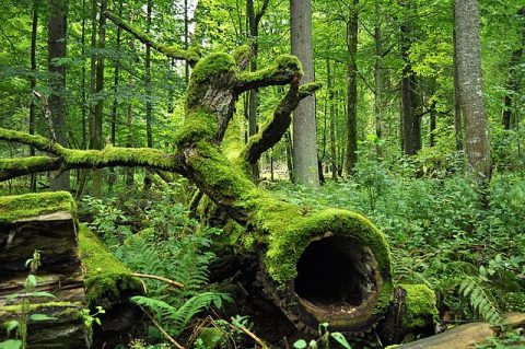 Białowieża (Belovezhskaya Pushcha) Forest