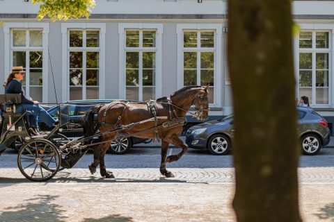 Horse-Drawn Carriage Rides