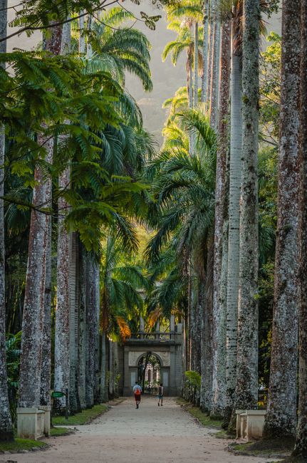 Botanical Garden (Jardim Botânico)