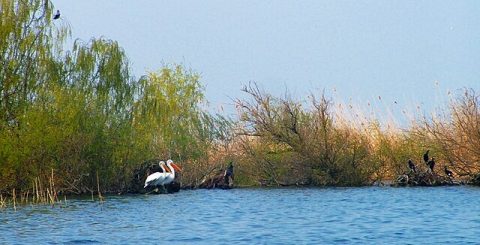 Srebarna Nature Reserve (Bird Sanctuary)