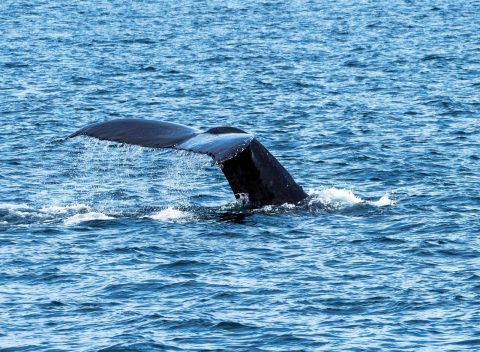 Whale Watching Tours