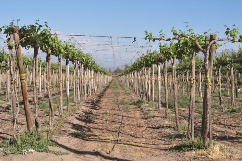 Wine Tasting Tours