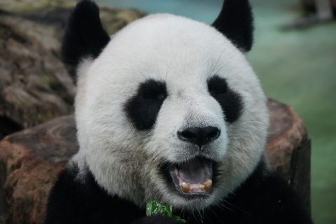 Panda Keeper Experience