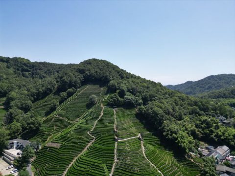 Longjing Tea Village