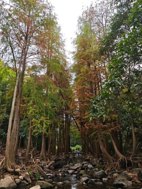 Lianhuashan Forest Park