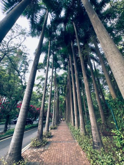 Shenzhen Botanical Garden