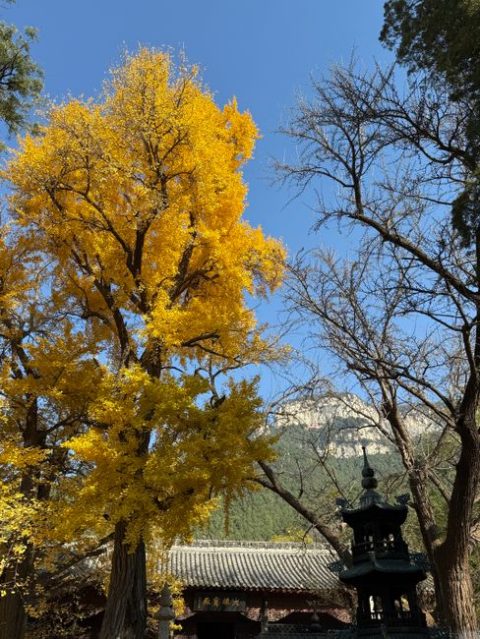 The Thousand-Year-Old Ginkgo Tree at Longyang Temple