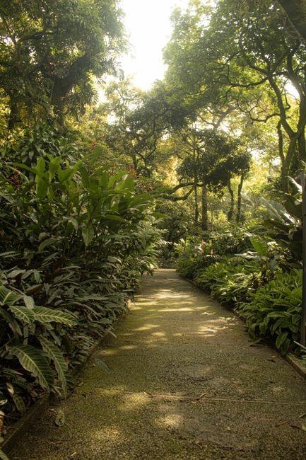 Botanical Garden (Jardín Botánico Guillermo Pitre)