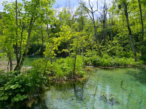 Matošević Forest Preserve