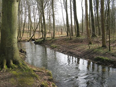 Marselisborg Forest (Marselisborg Skov)