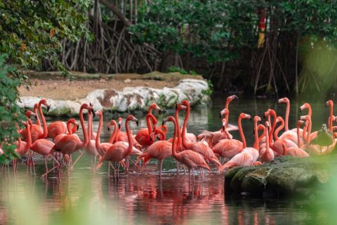 Mangrove Forests & Bird Sanctuaries