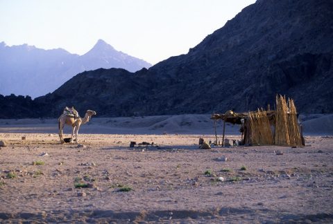 Desert Safari & Bedouin Experience