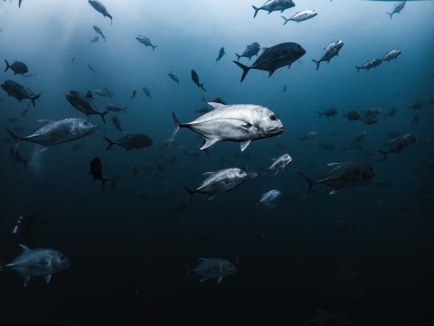 Red Sea Reef Snorkeling Tour