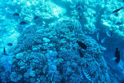 Underwater Photography & Snorkeling
