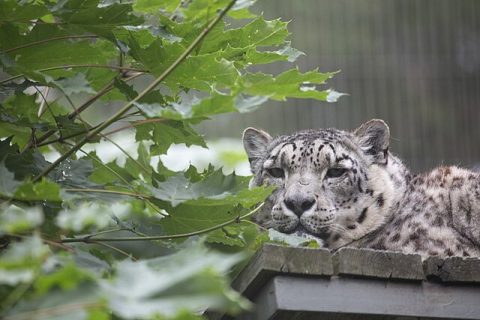 Helsinki Zoo (Korkeasaari)