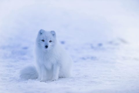 Aakenus Arctic Spa