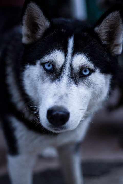 Husky Sledding Adventure