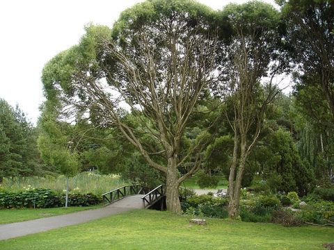Hatanpää Arboretum