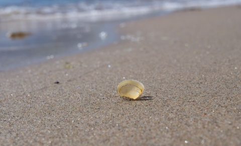 Pori & Yyteri Beach