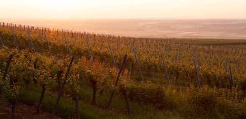 Colmar International Wine Fair