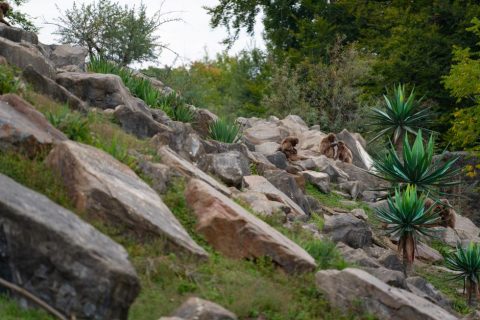 La Montagne des Singes (Monkey Mountain)