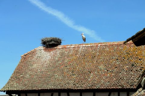 Naturoparc - Les Cigognes et Loutres