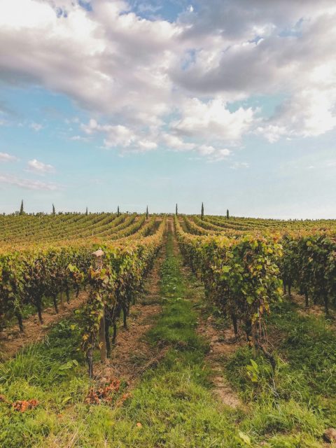 Walking Food Tours