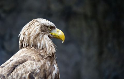 Volerie des Aigles (Eagle Park)