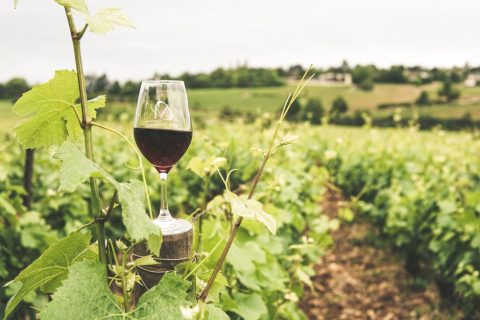 Food & Wine Tours
