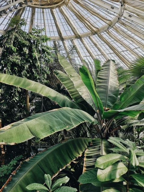 Chanot Garden (Jardin Botanique)