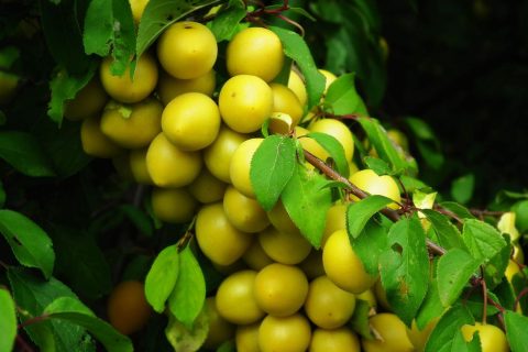 Fete de la Mirabelle