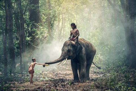 Mechanical Elephant Ride