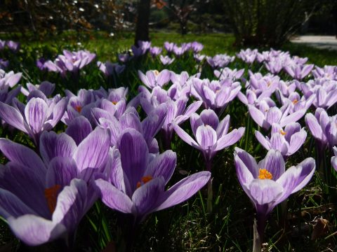 Jardin des Plantes and Museum d'Histoire Naturelle grounds