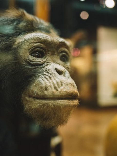Neanderthal Museum & Valley