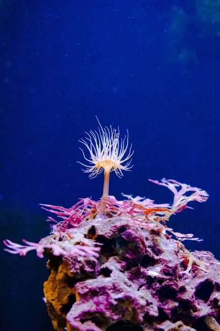 Munich Sea Life Aquarium