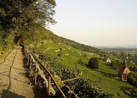 Saxon Wine Route (Sächsische Weinstraße)