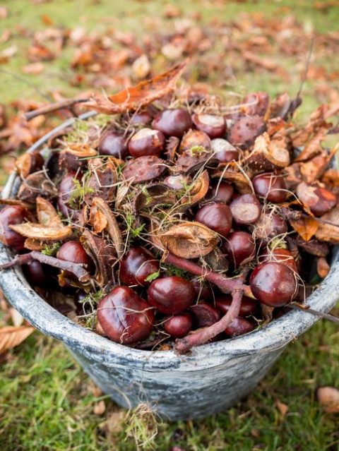 Arnaia Chestnut and Harvest Festival