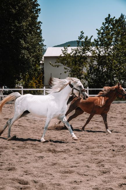 Halkidiki Horse Riding Ranch