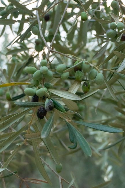 Museum of the Olive and Greek Olive Oil
