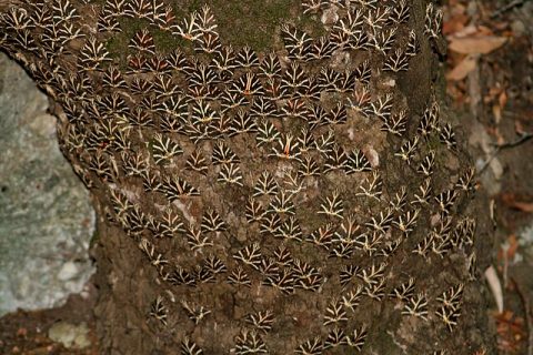 Valley of Butterflies (Petaloudes)