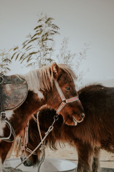 Donkey and Pony Rides, Panagia Foothills