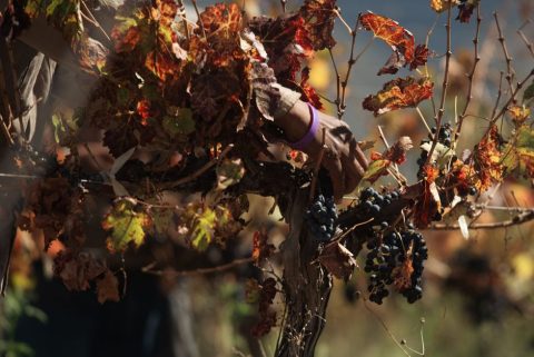Thassos Grape Harvest and Wine Festival