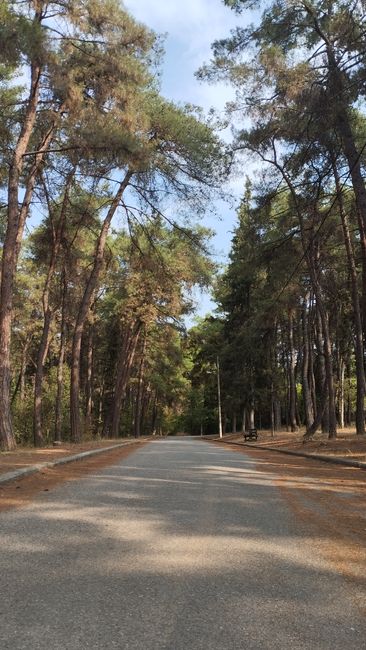 Thassos Pine Forests and Central Road Loop
